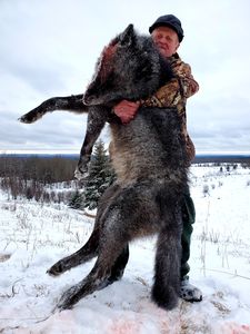 Wolf & Coyote Hunts